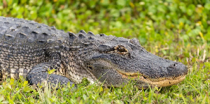 Zambian rivers have some of the highest concentrations of crocodiles in Africa