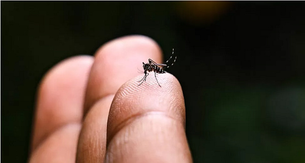 Chikungunya virus is transmitted by mosquitoes, most commonly Aedes