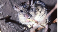 Multimammate rodents spread Lassa virus via their urine and droppings