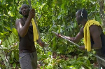 Watch video of former Black Stars player Rabiu Mohammed working in a cocoa farm