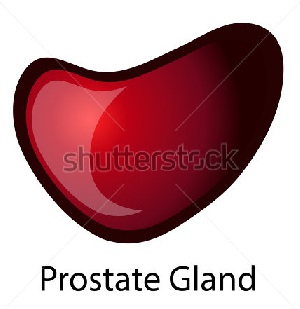The Prostate gland
