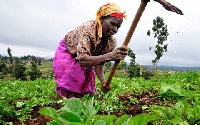About 250,000 farmers have registered for Planting and Food and Jobs