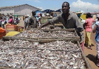 Ghana consumes over 950,000 metric tons of fish annually