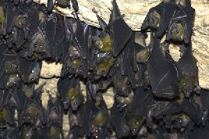 Bats Invasion