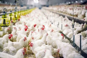 Broiler Production Hen Fowls
