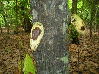 Out of the 40%, 17% of cocoa farms have been affected by swollen shoot disease