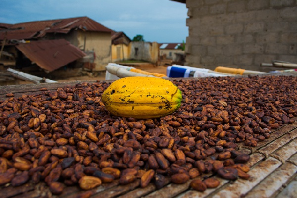 Prices of cocoa on the international market have begun to tumble