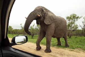 Kruger National Park Elephants 1
