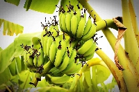 File photo of a banana plantation