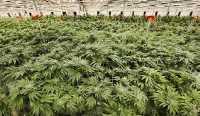 Marijuana farm.File photo