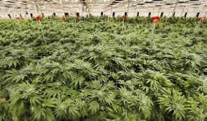 Marijuana farm.File photo