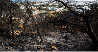 Charred forestland following a fire, Ghar El Melh, Tunisia, 22 July 2026