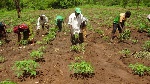 Six in 10 agricultural loans go bad as banks cut lending to sector Six in 10 agricultural loans go bad as banks cut lending to sector