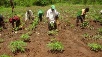 Agric Ministry announced that it has created about 745,000 jobs under the programme
