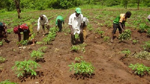 Farmers in Ghana are being celebrated today for their contributions to growth in the country