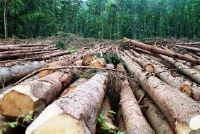 Ghana's forests are at risk and we need sustainable solutions now