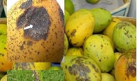 Some rotten mangoes