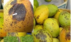 Mango Spot