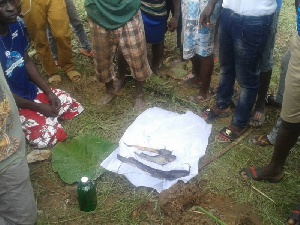 Youth of Nyinahin held a burial service for three fishes found dead in the Nyinahin Amaano river