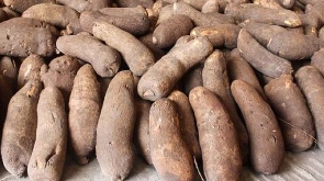 Prices of yam tubers have increased in the Upper East region