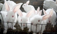 There is growing fear among rabbit farmers over a possible collapse