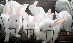 There is growing fear among rabbit farmers over a possible collapse
