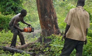 Loggers Cutting Trees