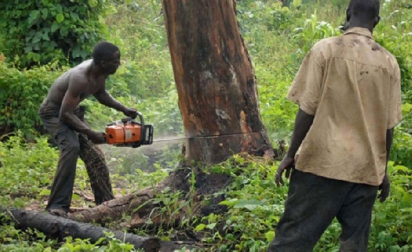One person has been arrested by authorities after Illegal loggers invaded Sumborun