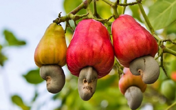 Ghana currently has 13 cashew processing factories with production capacity of about 65,000 mt