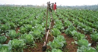 Ashaiman Irrigation Development Authority has appealed to government for support