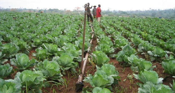 Ashaiman Irrigation Development Authority has appealed to government for support