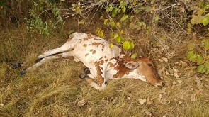 One of the dead cows