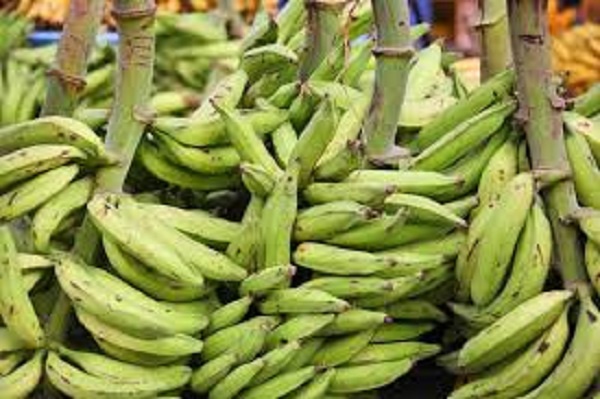 The NPP government has promised to establish a plantain processing factory at Agogo