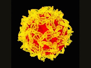Yellow fever is an acute viral haemorrhagic disease transmitted by infected mosquitoes