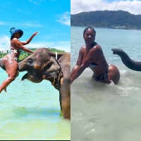 TikToker gets buttocks slapped by elephant