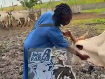 Alidu Seidu shares glimpse of his cattle farm after Black Stars' World Cup exit Alidu Seidu shares glimpse of his cattle farm after Black Stars' World Cup exit