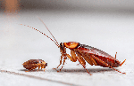 Why cockroaches keep invading your home and how to prevent them
