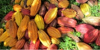 File photo: showing fresh cocoa