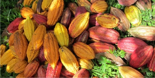 File photo: showing fresh cocoa
