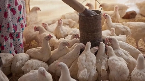 The outbreak has caused a shortage of eggs in Mozambique, including in the capital, Maputo