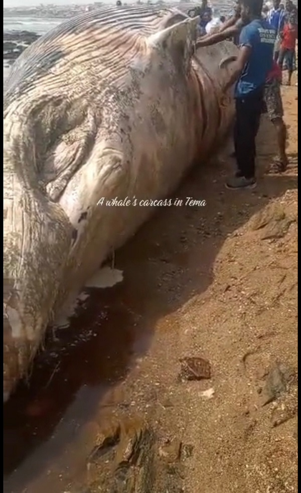 A whale washed ashore