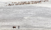 A Maasai pastoralist leads emaciated cattle affected by the worsening drought