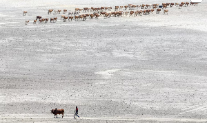 A Maasai pastoralist leads emaciated cattle affected by the worsening drought