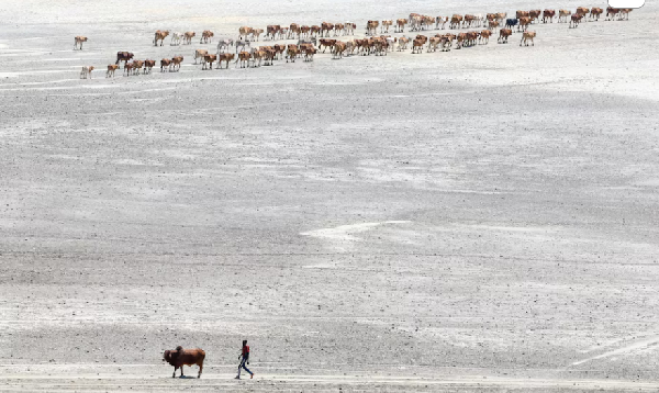 A Maasai pastoralist leads emaciated cattle affected by the worsening drought