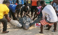 Fishermen drag the turtle into the sea
