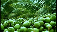 coconut fruits possess magic nutritious components