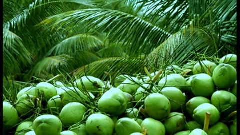 The retail price of coconut has risen, causing consumer complaints in Zanzibar