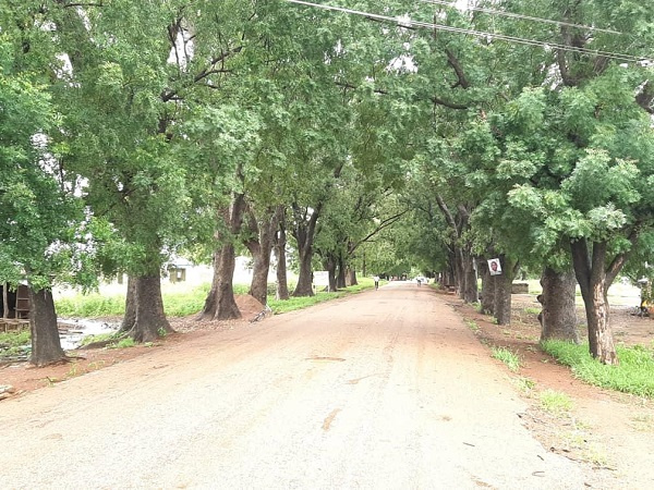 Trees | File photo