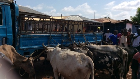 Cattle thieves abandon truck with stolen animals
