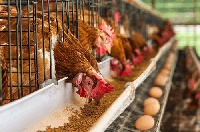 Bird flu outbreaks have been recorded in parts of the country